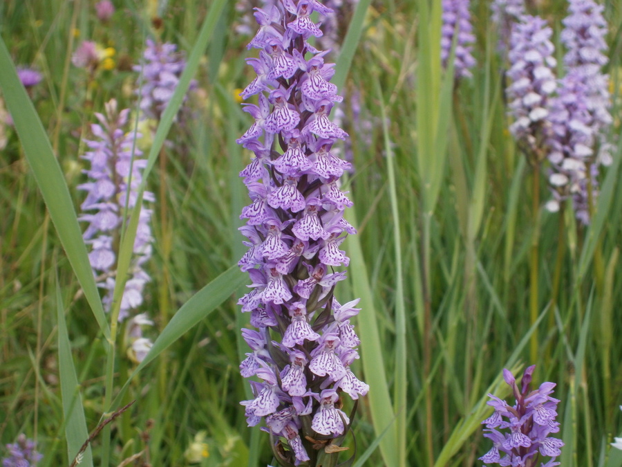 Trage wandeling door bloem en insectenrijk Sintmapark Sintmaheerdt 