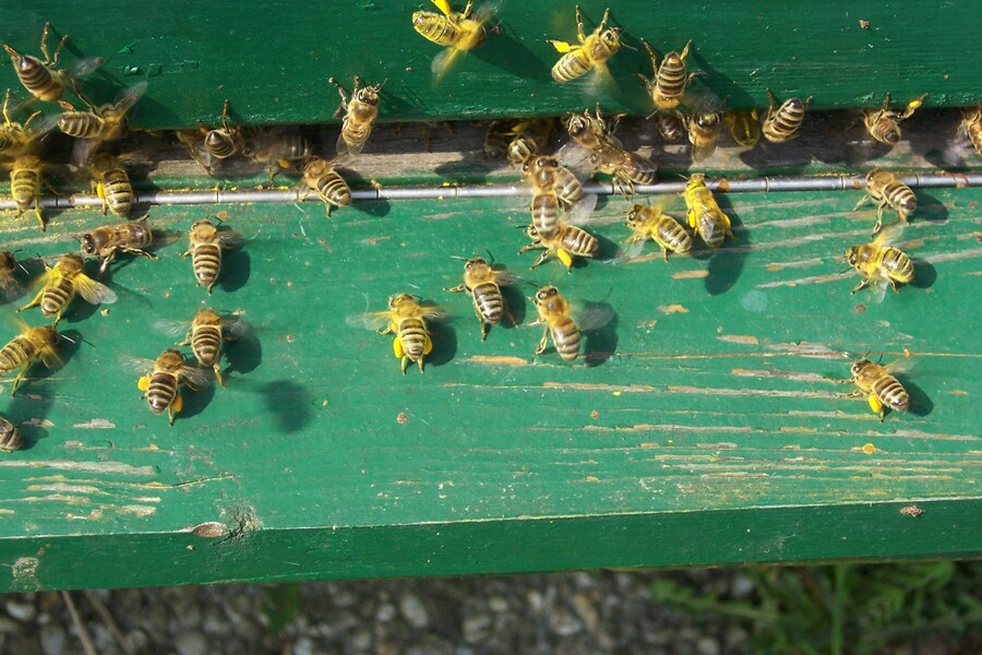 bijen bij de opening van de bijenkast.jpg