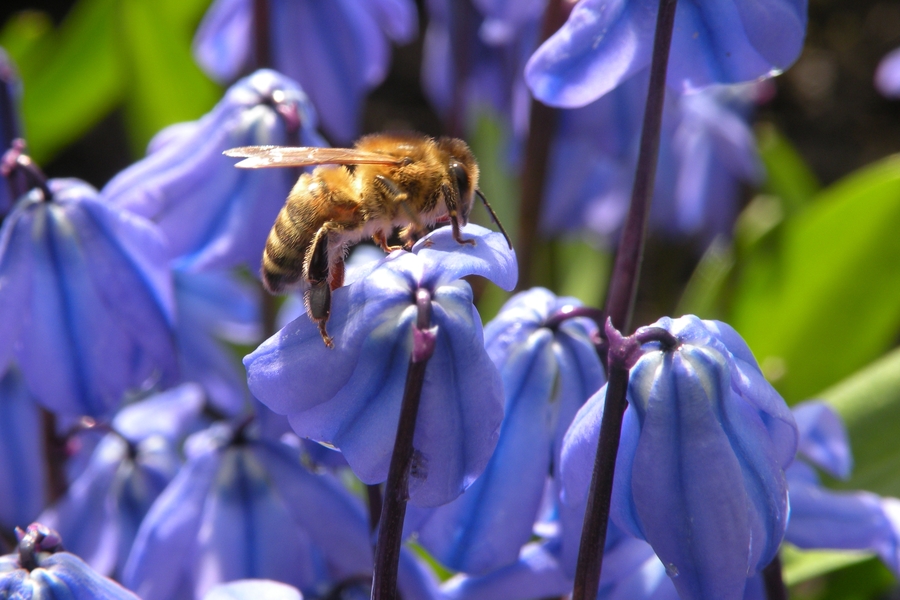 honingbij op bloem2.jpg
