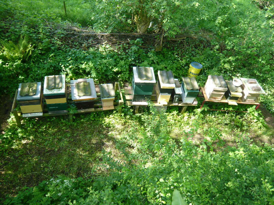 bijenkastenstand dks  vanuit boom.jpg