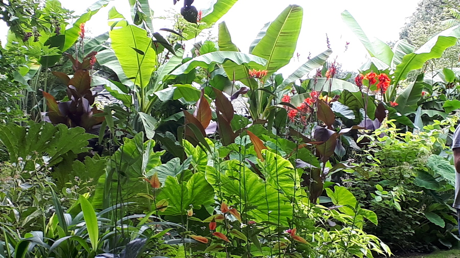 bananen, canna's en colocasia's in de jungletuin van foltz.jpg