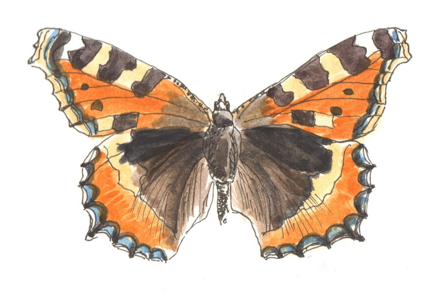 workshop-vlinders- tekenen.jpg